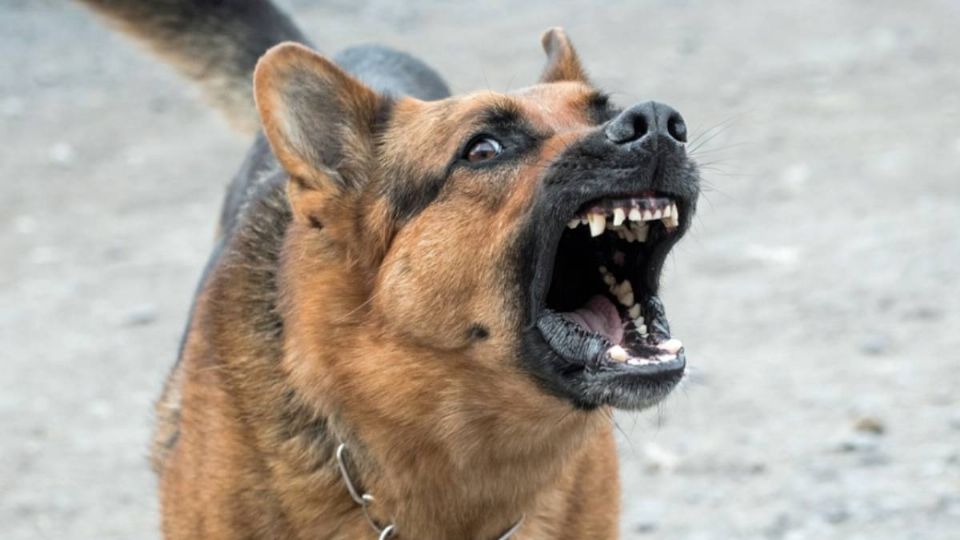 Un perro presuntamente habría matado al niño.