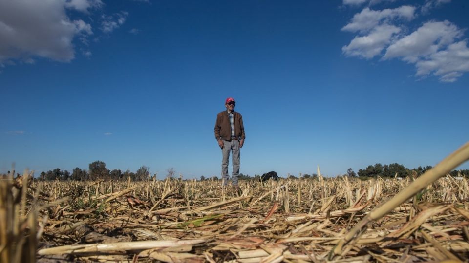 La sequía ha dejado afectaciones en los cultivos.