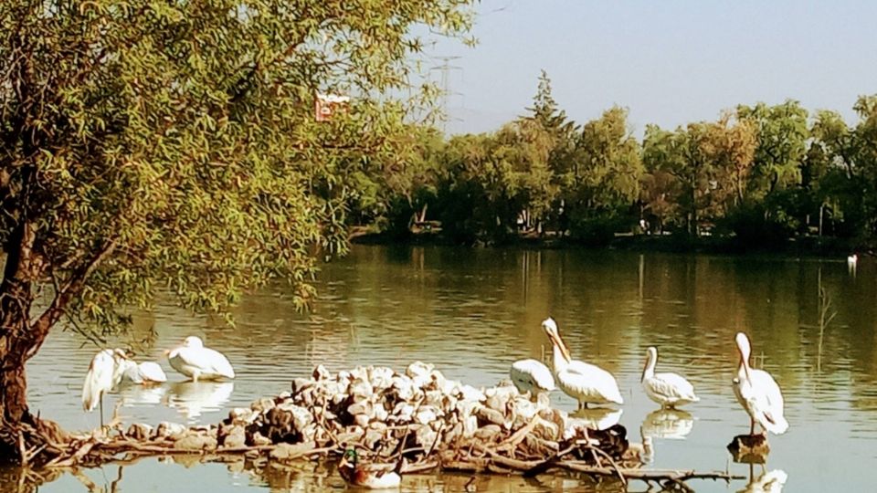 Un espectáculo de elegancia y belleza ilumina lagos y lagunas, gracias a las aves migratorias