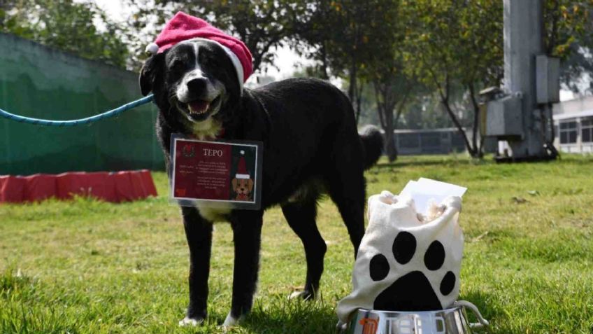 Perritos mensajeros: envía tu carta a Santa Claus y a los Reyes magos con un lomito