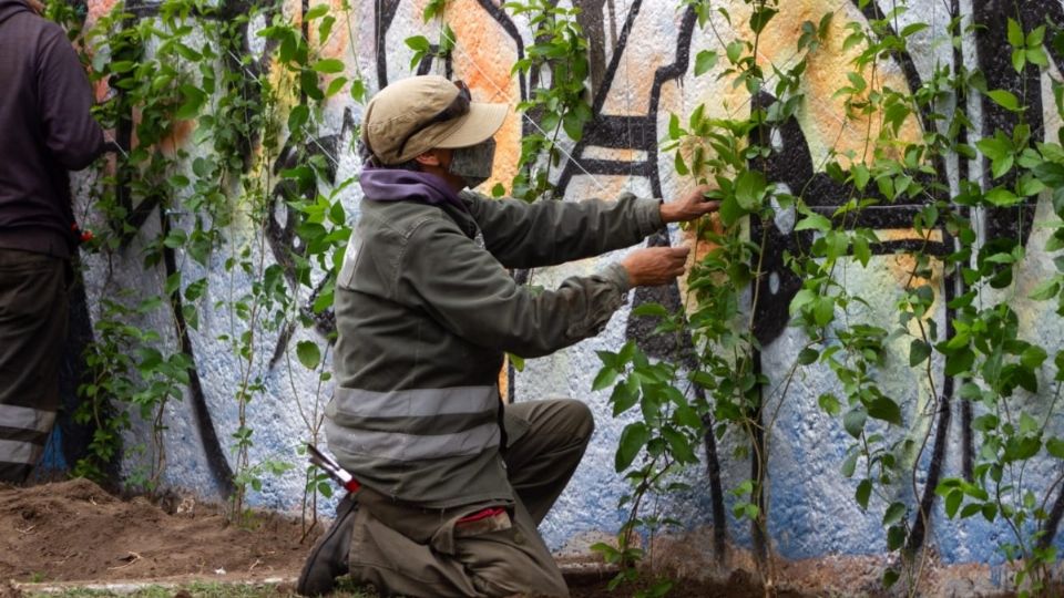 Personal de la Sedema mantiene el trabajo de bardas verdes