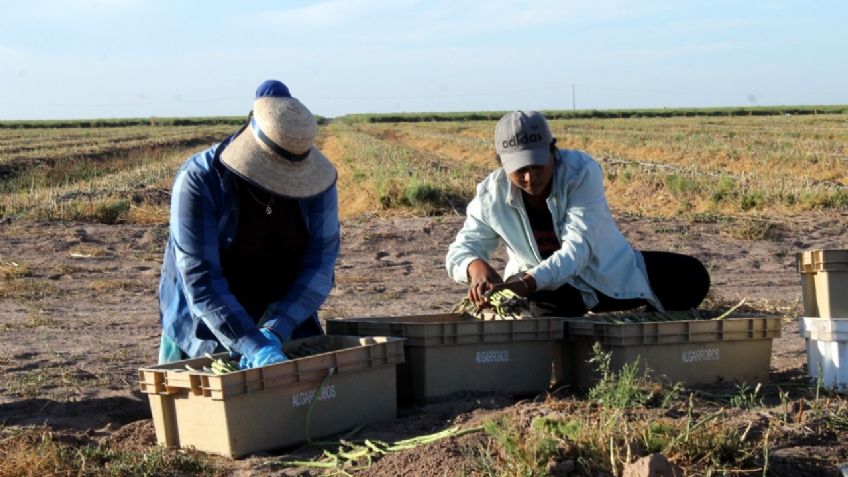 El frente frío 19 en Baja California Sur pone en peligro los cultivos de garbanzo y maíz