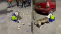 VIDEO: perrito acaba con la posada de Navidad, se roba la piñata con todos los dulces