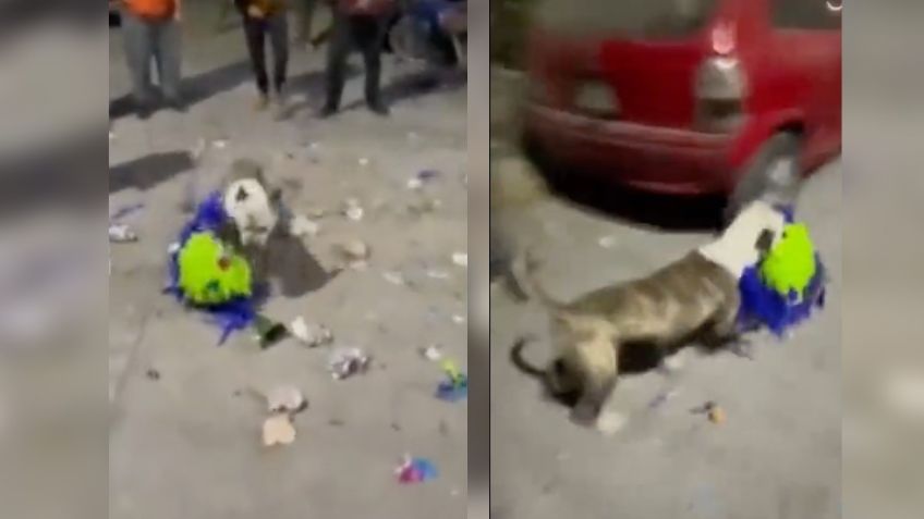 VIDEO: perrito acaba con la posada de Navidad, se roba la piñata con todos los dulces