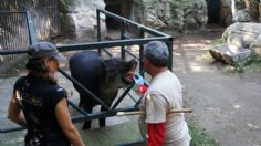 Zoológicos de la CDMX reciben capacitación para mejorar conservación animal