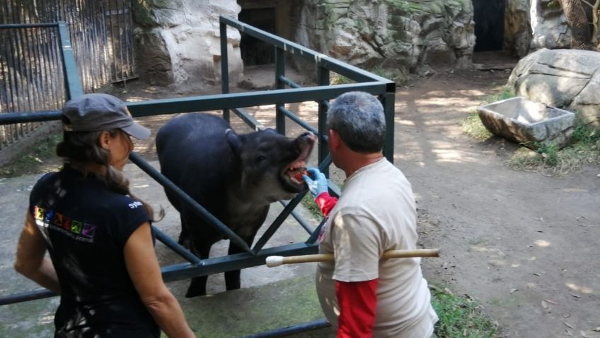 Zoológicos de la CDMX reciben capacitación para mejorar conservación animal