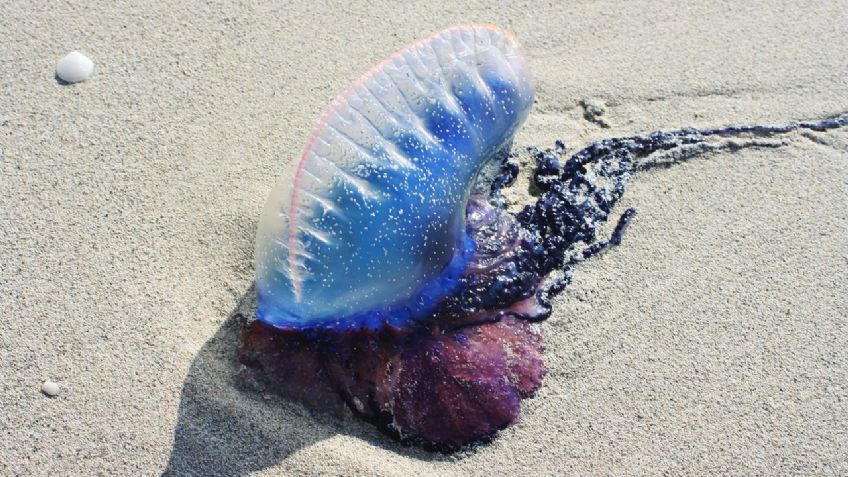 Confundió una venenosa medusa con una botella de agua y se la tragó