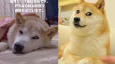 Kasobu, el perrito de los memes está a punto de morir