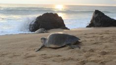 Yucatán: playa de Ría Lagartos es declarada Área Natural Protegida