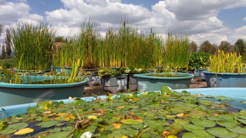 Sedema produce más de 3 mil plantas acuáticas para restaurar ecosistemas