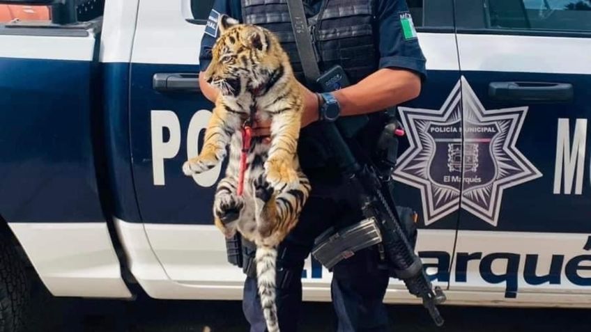 Querétaro: una pareja intentó huir de la policía con un tigre cachorro y 4 armas de fuego