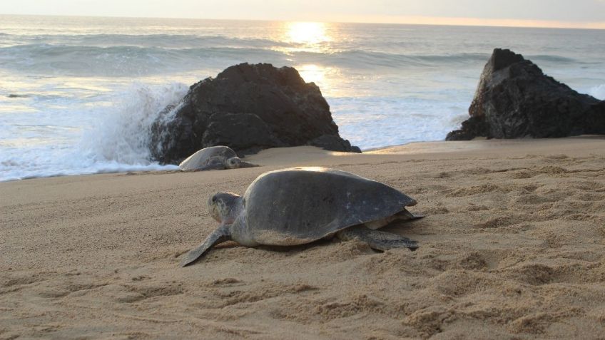 Yucatán: playa de Ría Lagartos es declarada Área Natural Protegida