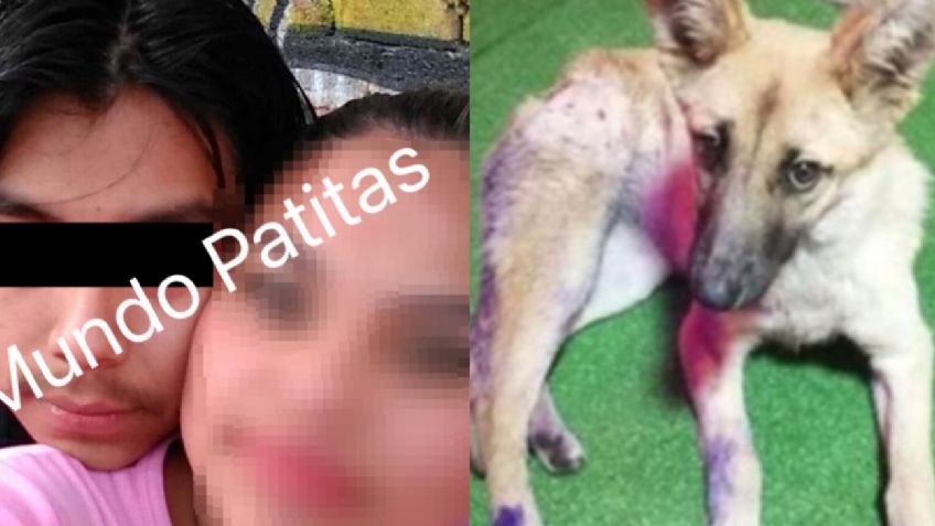 Justicia para "Waffle": identifican a los presuntos homicidas de la perrita en Milpa Alta