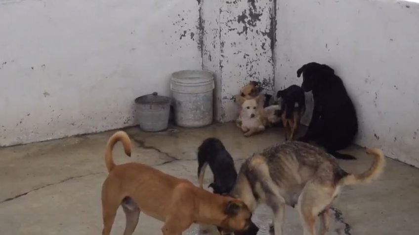 En Aguascalientes el mes pasado se vacunó a perros y gatos contra la rabia teniendo un buen manejo de la enfermedad