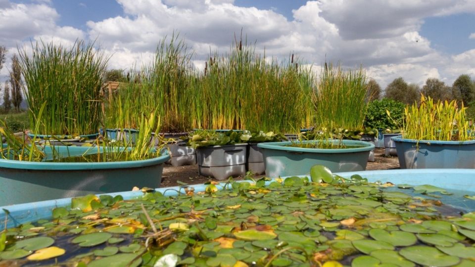 El vivero San Luis Tlaxialtemalco produce plantas para mejorar los ecosistemas acuáticos