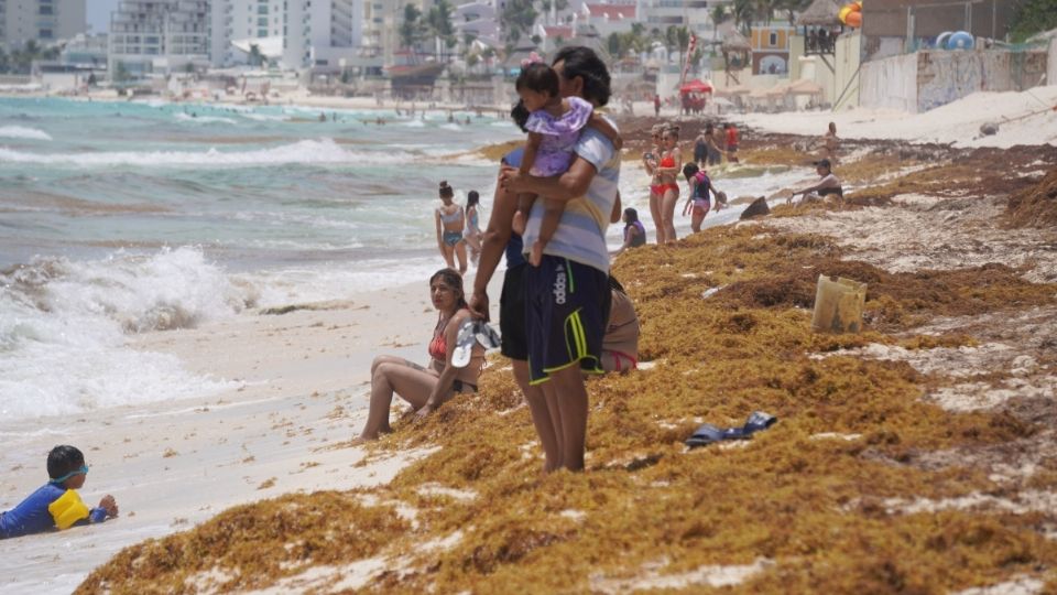 Este año, la macroalga representó un problema los principales destinos turísticos del Caribe mexicano.