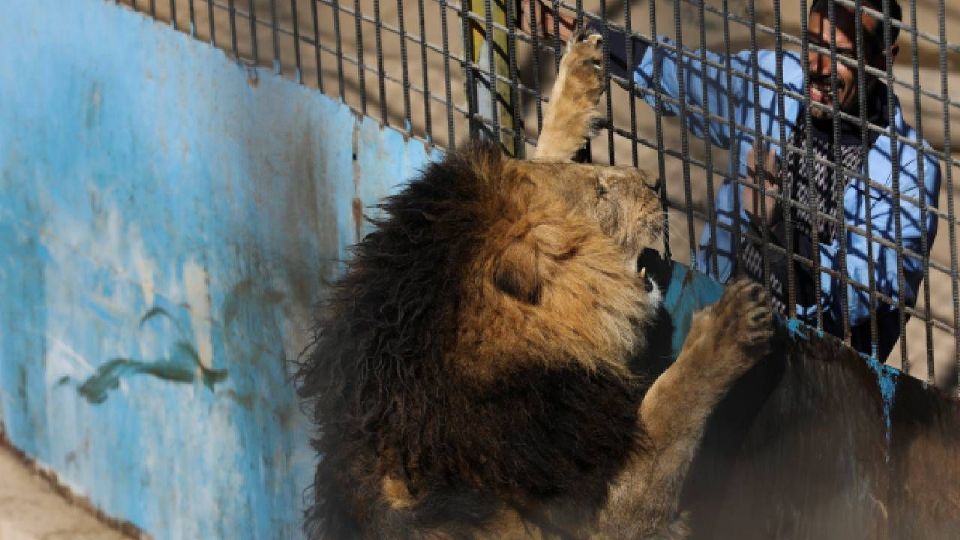 Equipos de emergencia lanzaron tranquilizantes a los felinos para el sujeto escapara.