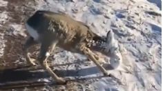 VIDEO | Los estragos de "Elliot": animales casi congelados por la mayor helada de la historia