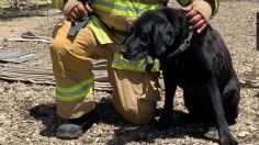 Max, el perrito rescatista que se asustó por la pirotecnia y escapó de casa: piden ayuda para localizarlo