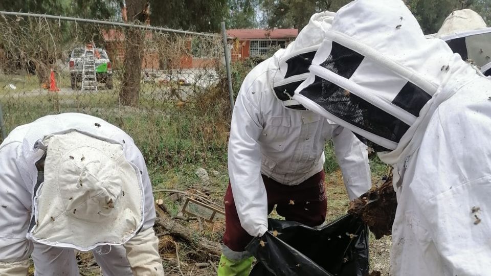 El objetivo principal es crear conciencia entre la población en torno a la importancia y conservación de las abejas como especie polinizadora