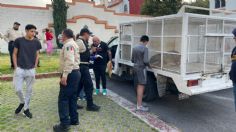 En Tecámac rescatan a tres perritos en condiciones de abandono