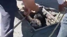 VIDEO: así fue el rescate de un perrito que cayó a una coladera en Nezahualcóyotl