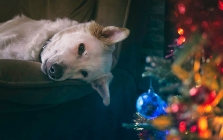 Notarás los síntomas con el comportamiento de tus mascotas. (Foto: Pexels)