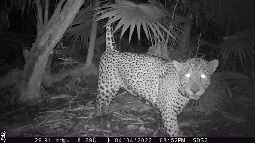 Con tecnologías digitales buscan proteger al jaguar en Yucatán