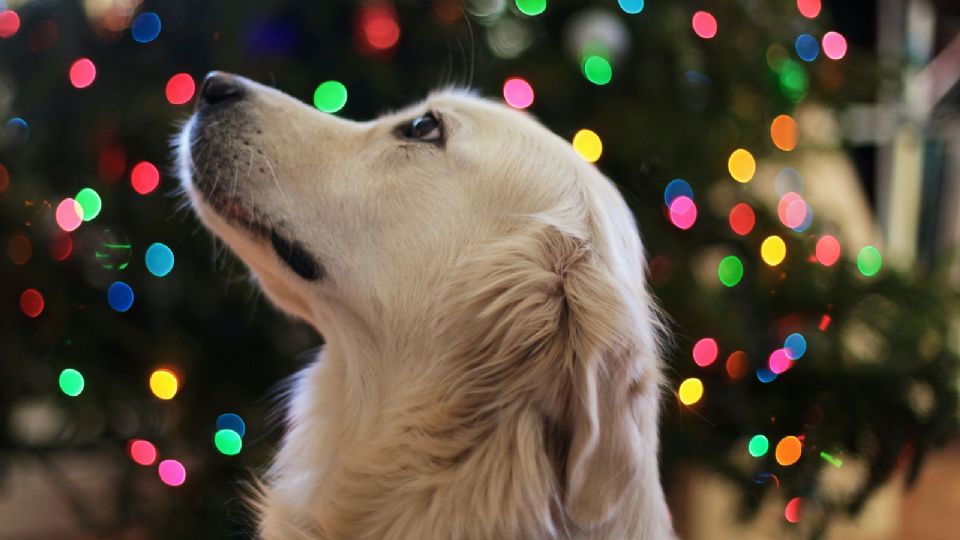 Cuida a tus mascotas esta Navidad.