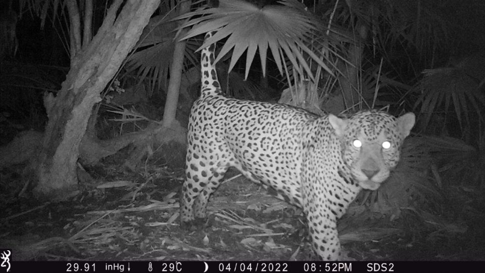 Con tecnologías digitales buscan proteger al jaguar en Yucatán