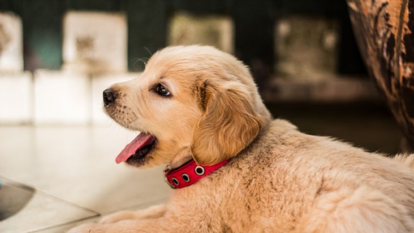 Perros: 3 trucos de limpieza que puedes realizar en casa para cuidar de su salud