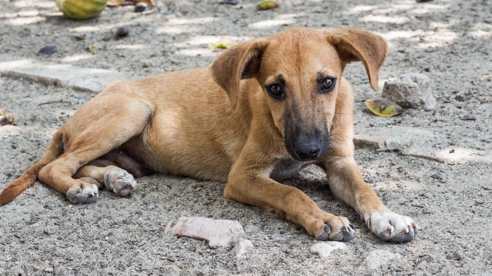 El hecho lo llevaron a cabo enfrente de unos niños que jugaban en la zona y quienes también atestiguaron el sufrimiento del perro