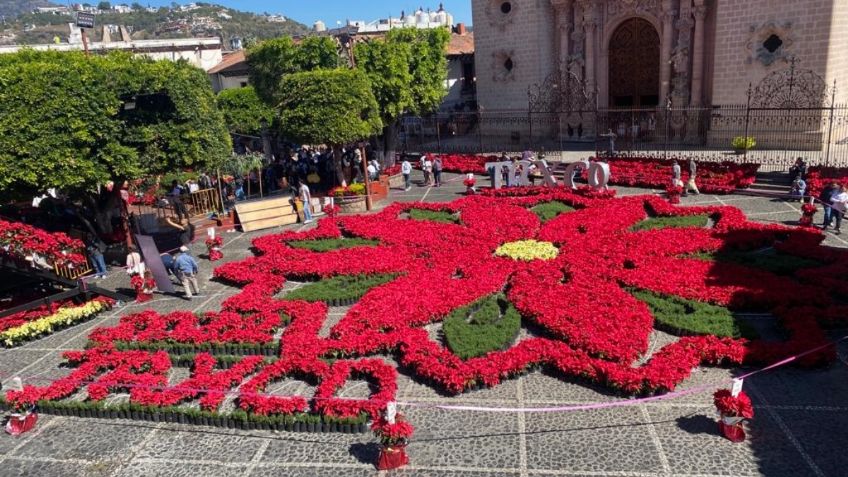 En Taxco está la Flor de Nochebuena más grande del mundo, un atractivo más para el turismo nacional e internacional