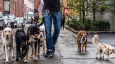 Paseadores de perros deberán registrarse ante la Secretaría del Medio Ambiente, propone Morena