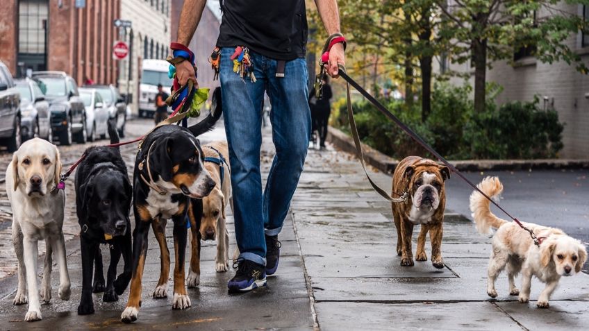 Paseadores de perros deberán registrarse ante la Secretaría del Medio Ambiente, propone Morena