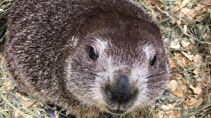 Día de la Marmota: ¿Por qué se celebra y cómo es que Phil predice el clima?