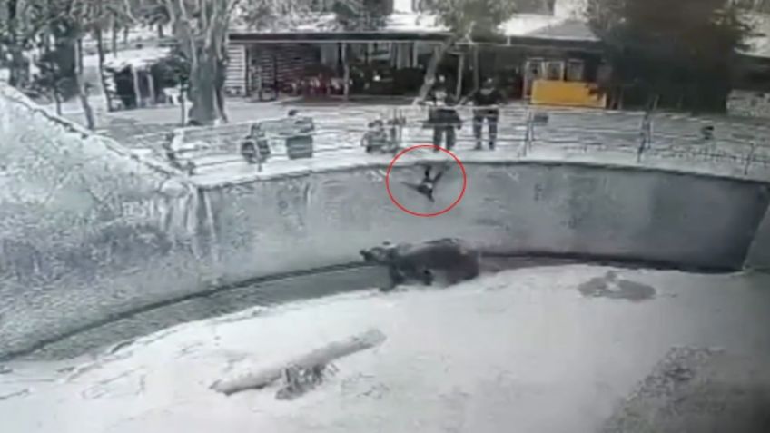 Mujer lanza a su hija a fosa de oso en zoológico frente a visitantes | VIDEO