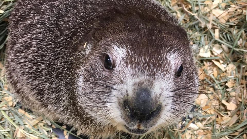 Phil es una marmota famosa por predecir la llegada de la primavera. (Foto: Facebook / Punxsutawney Phil)