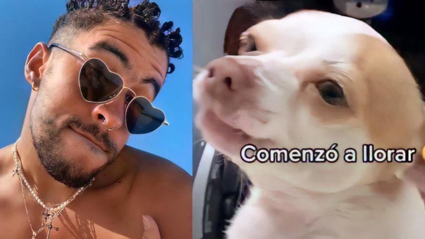 Bad Bunny: Perrito llora al escuchar la canción "Te deseo la mejor" | VIDEO