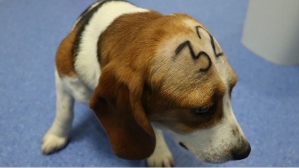 Animalistas se oponen al experimento con cachorros beagle. | Foto: Change.org