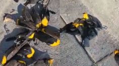 La verdad detrás de las aves que cayeron muertas en calles de Chihuahua | VIDEO