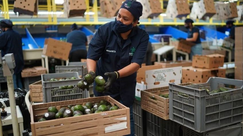 Aumenta hasta 40% la exportación de aguacate a EU por el Super Bowl, señala experto