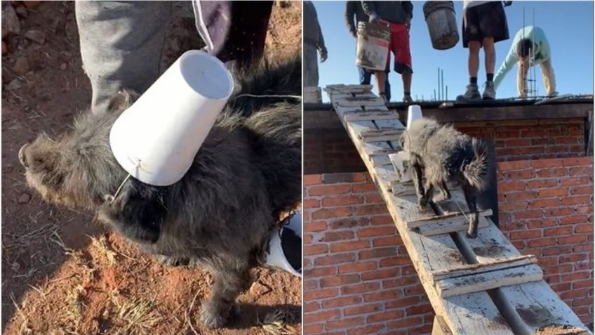 VIDEO: Perrito albañil demuestra que es el mejor "chalán" y conquista TikTok