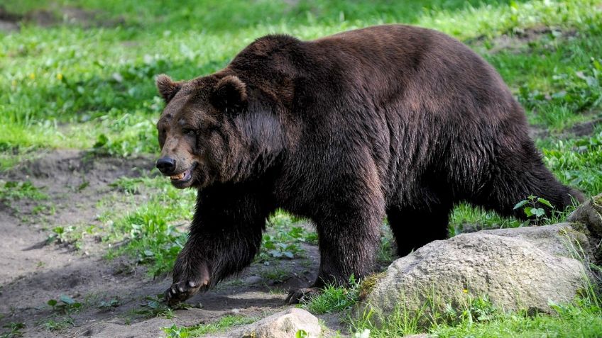 Trataban de matar un oso y termina en tragedia; hombre se suicida luego de disparar a su hermano por error