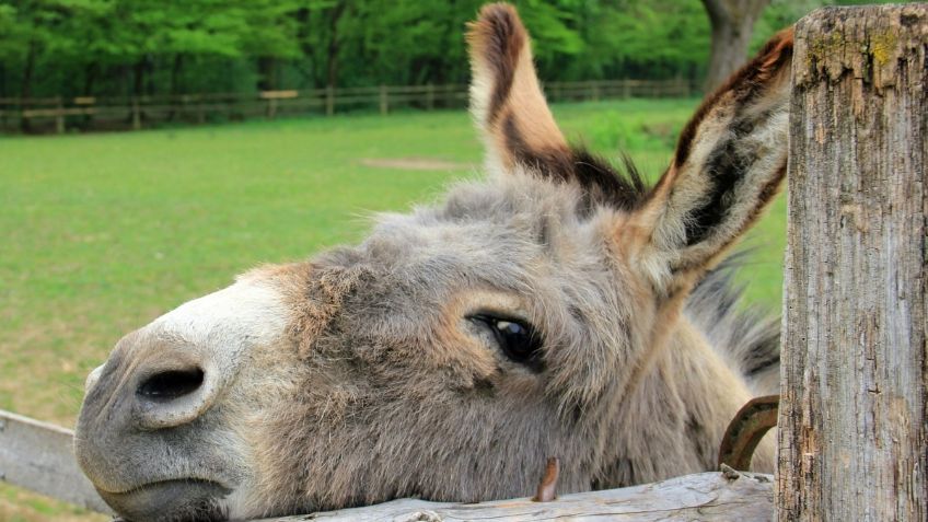 Procuraduría de Hidalgo rescata a burro tras denuncias en redes sociales por maltrato animal