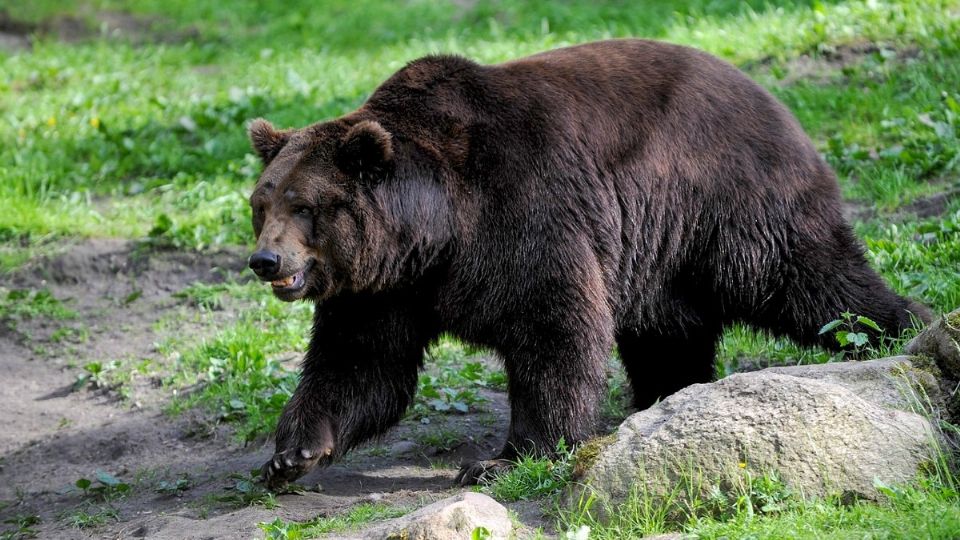 El oso se había metido al jardín de los hombres que terminaron muertos. Foto: Pixabay