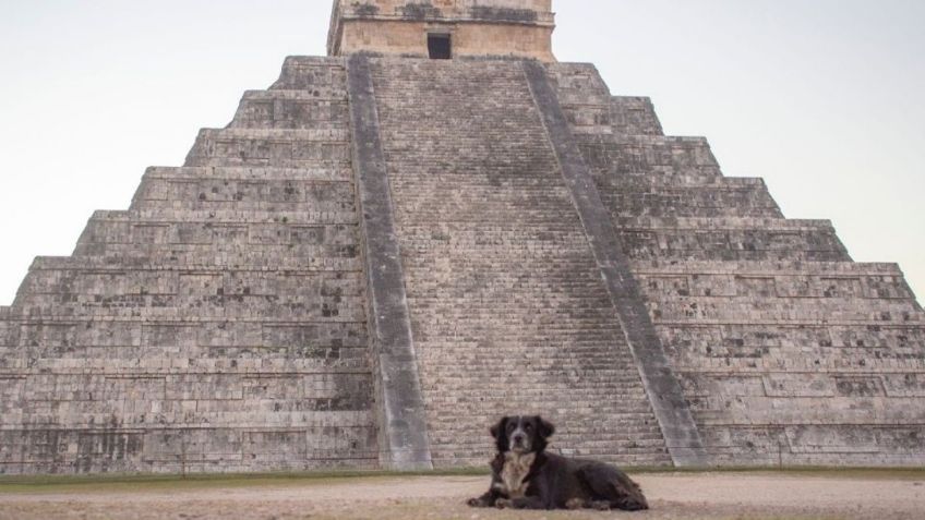 Rescatan a primer perro de la zona arqueológica de Chichén Itzá