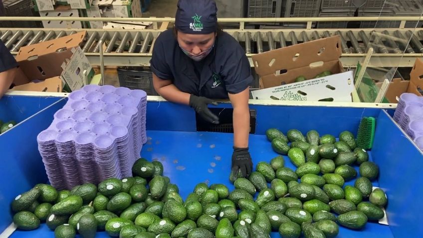 Aguacate mexicano gana en el Super Bowl LVI y conquista el mundo