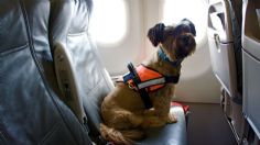 ¿Cuáles son los requisitos para viajar con tu mascota en avión?