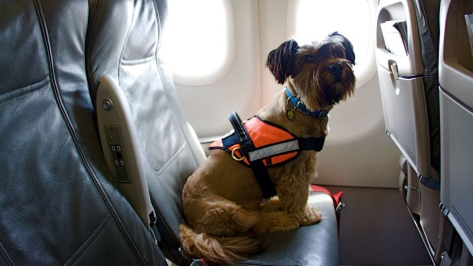 Imagen de un perrito vijando en la cabina de un avión. Foto: Especial